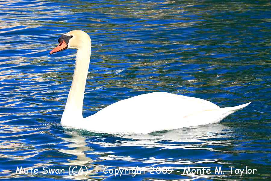 Mute Swan -winter / captive- (California)