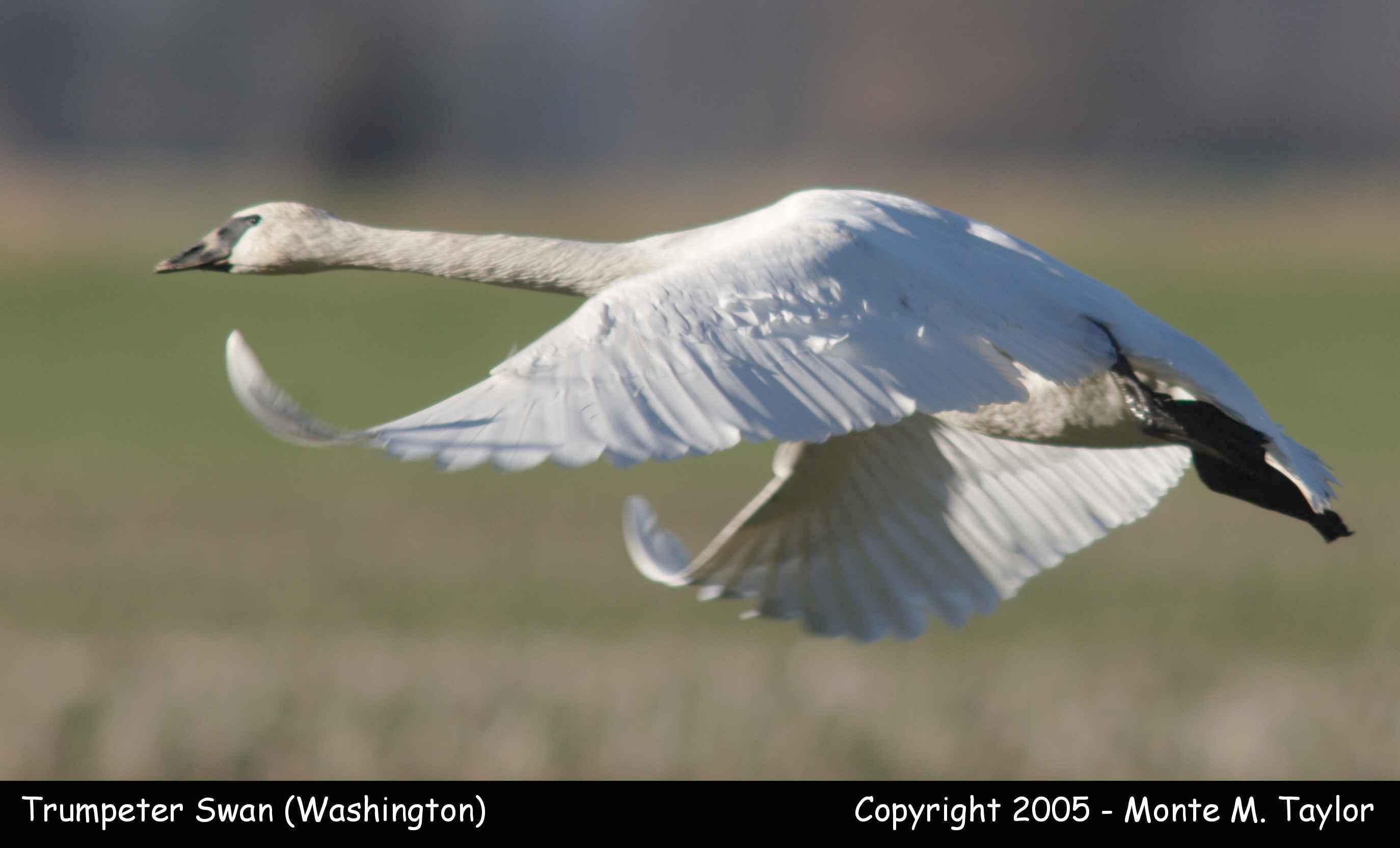 Trumpeter Swan - in flight - (Washington state)