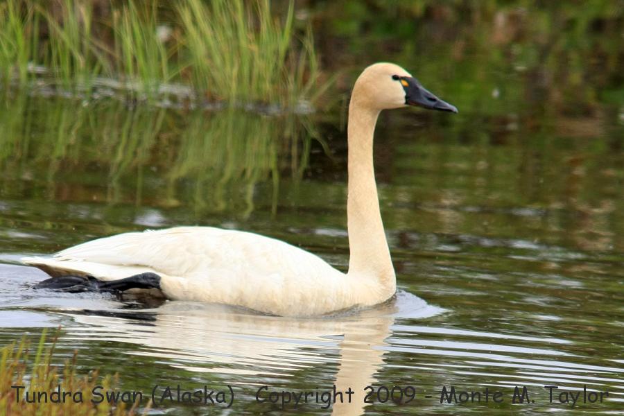 Tundra Swan -spring / Kougarok Rd- (Nome, Alaska)