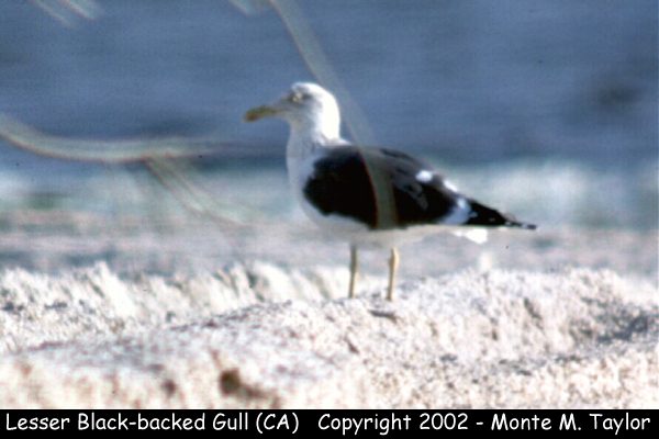 Lesser Black-backed Gull -winter- (Salton Sea, CA)