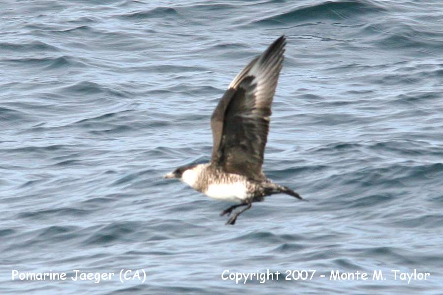 Pomarine Jaeger (CA)