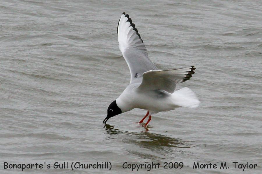Bonaparte's Gull -spring- (Churchill, Manitoba, Canada)