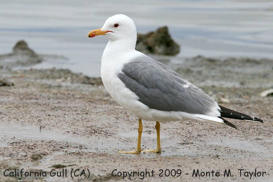 California Gull -spring- (Mono Lake, California)