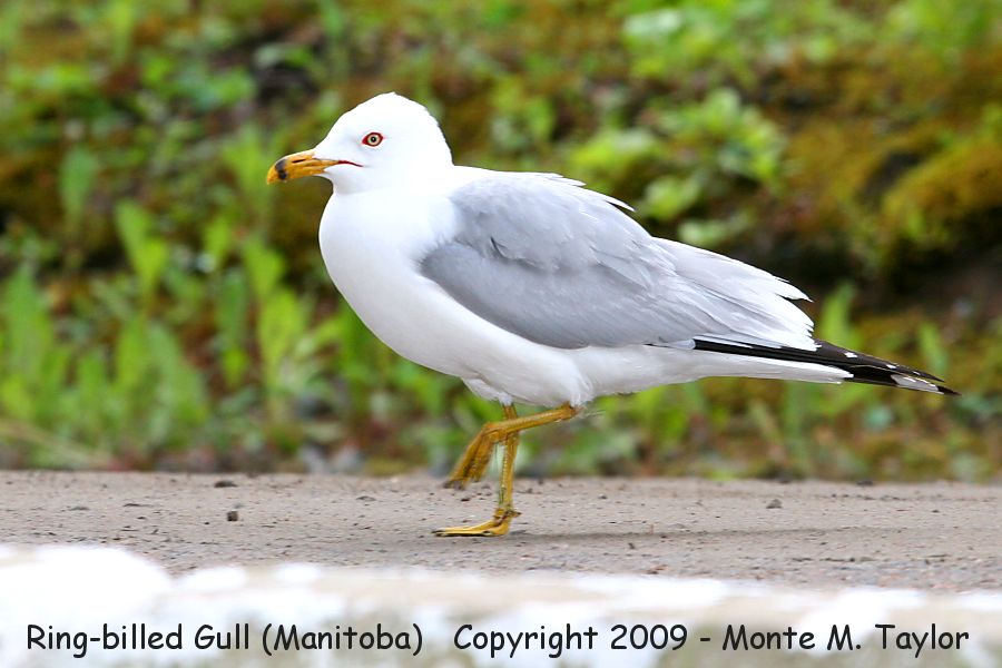 Ring-billed Gull -spring- (Manitoba, Canada)