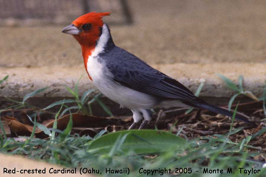 Red-crested Cardinal (Oahu, Hawaii)