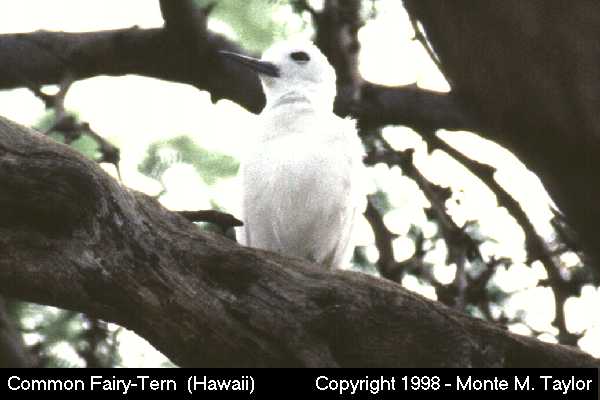 Common Fairy-Tern  (Hawaii)