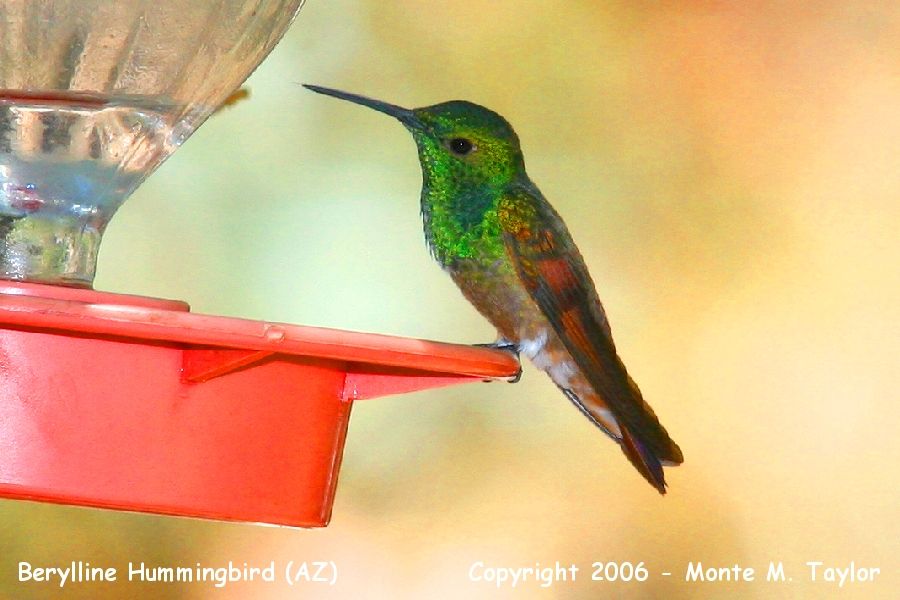 Berylline Hummingbird (Arizona)