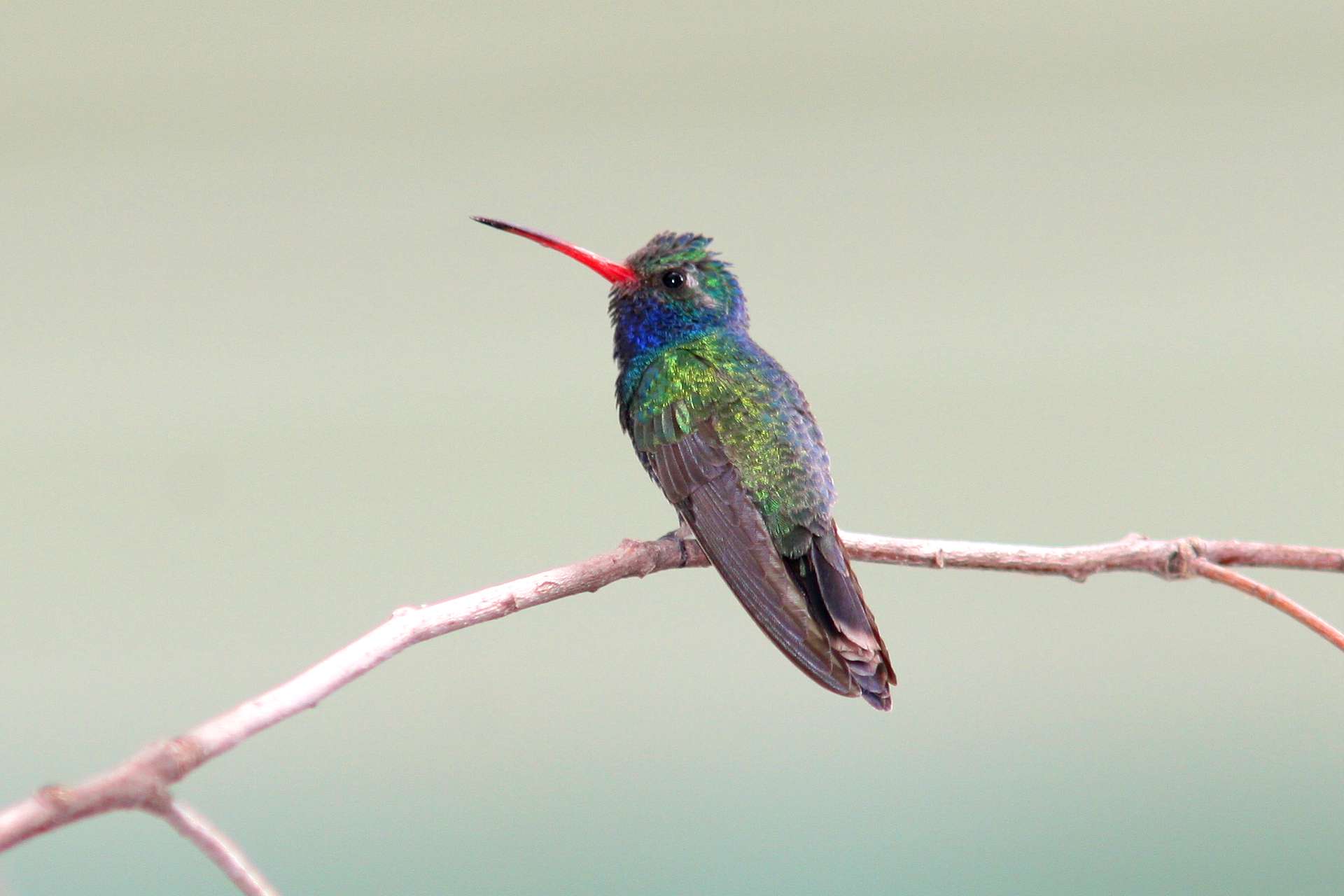 Broad-billed Hummingbird -male- (Arizona)