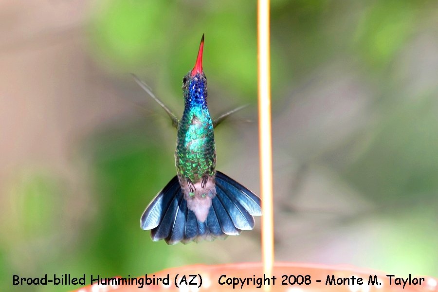 Broad-billed Hummingbird -male- (Arizona)