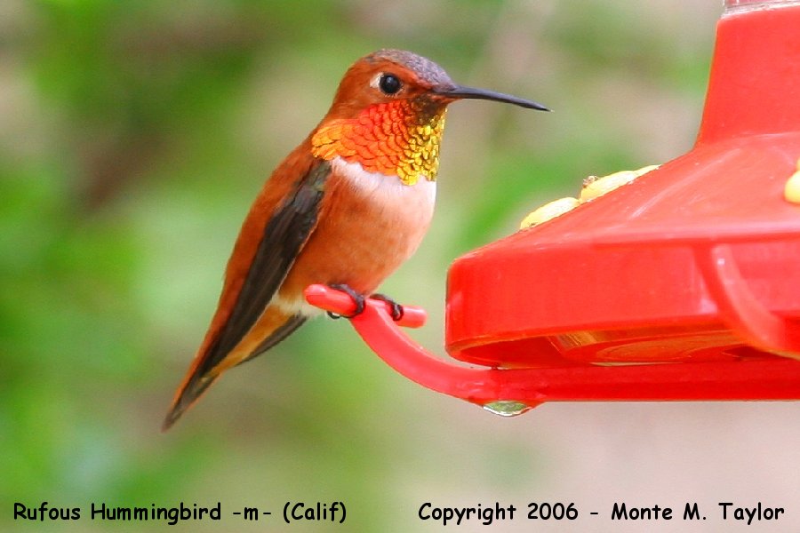 Rufous Hummingbird -male- (California)