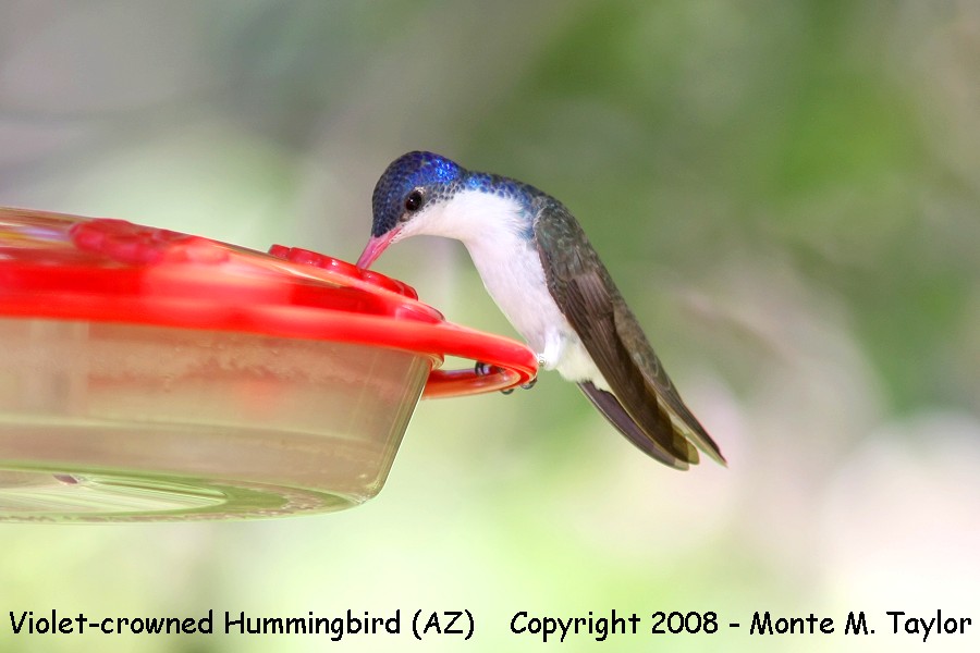 Violet-crowned Hummingbird (Arizona)