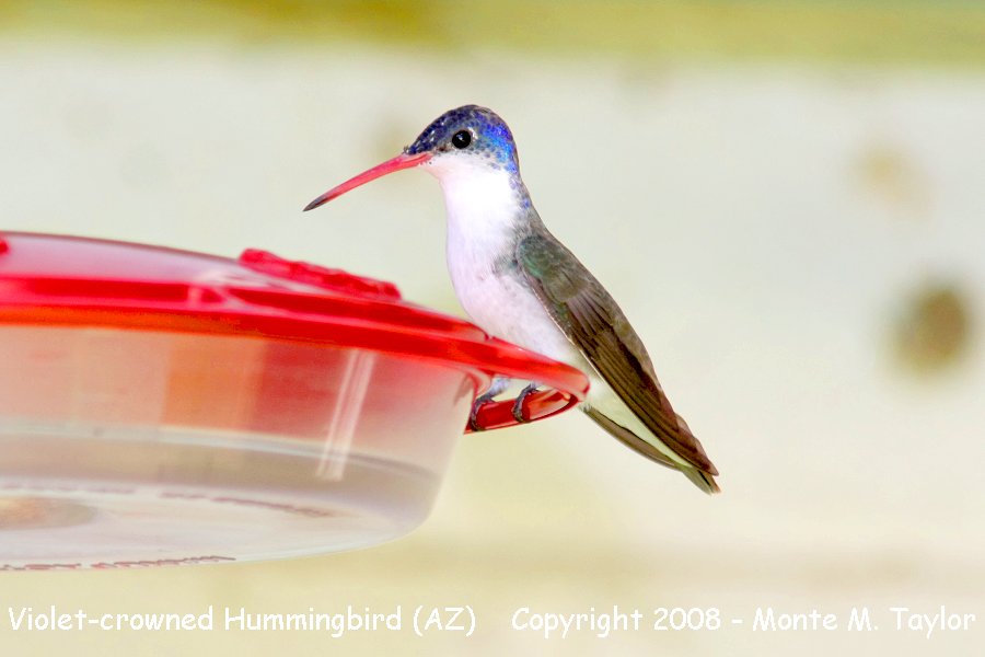 Violet-crowned Hummingbird (Arizona)