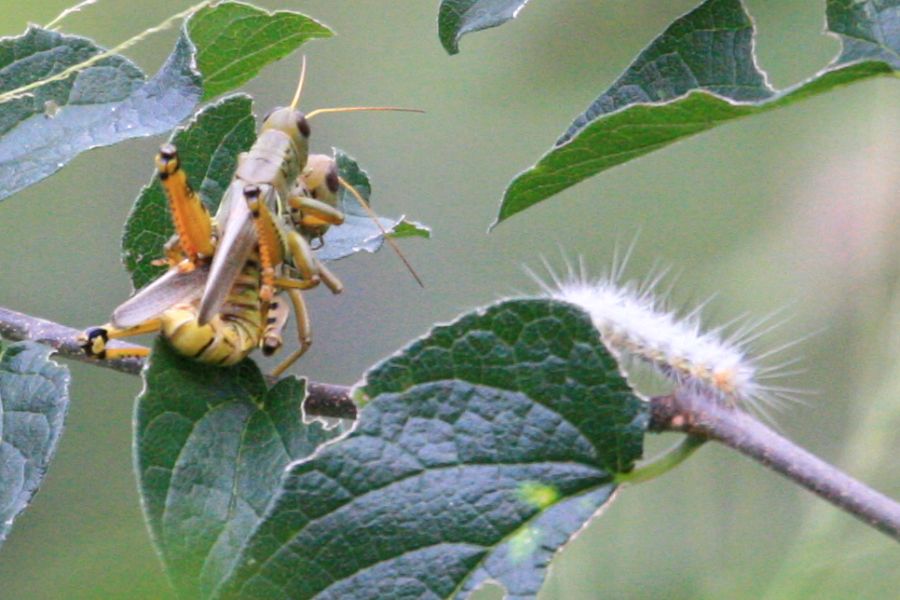 Grasshoppers / Caterpillar (Arizona)