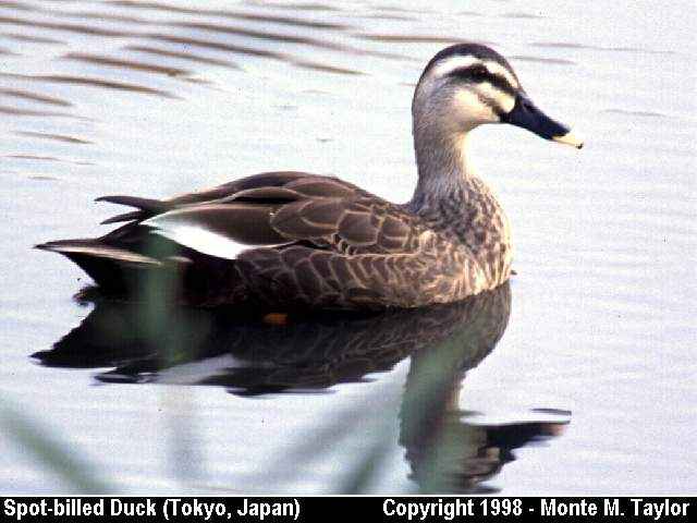 Spot-billed Duck  (Tokyo, Japan)