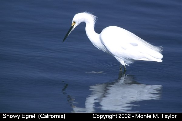 Snowy Egret - for comparison to Little Egret (California)