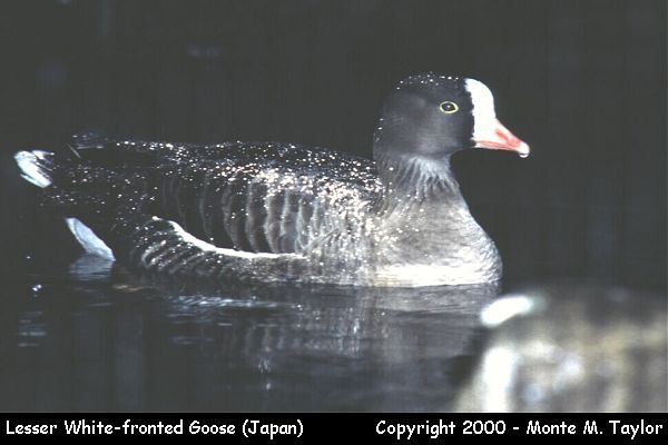 Lesser White-fronted Goose  (Japan)