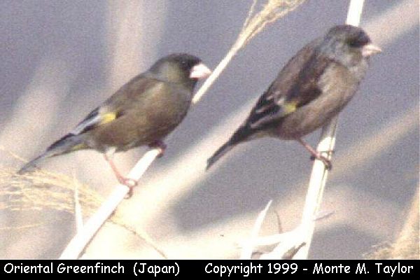 Oriental Greenfinch -pair-  (Japan)