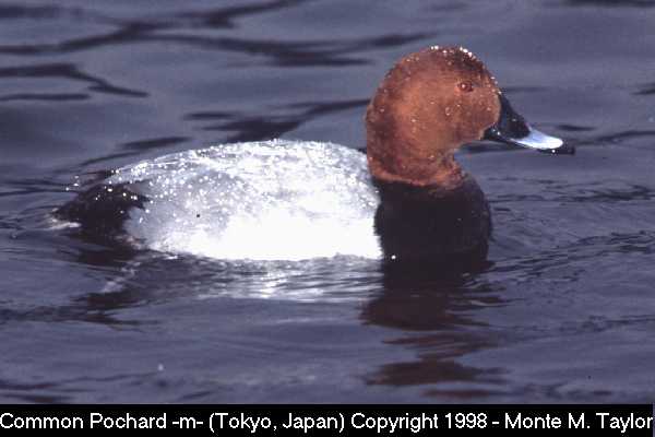 Common Pochard -male-  (Tokyo, Japan)
