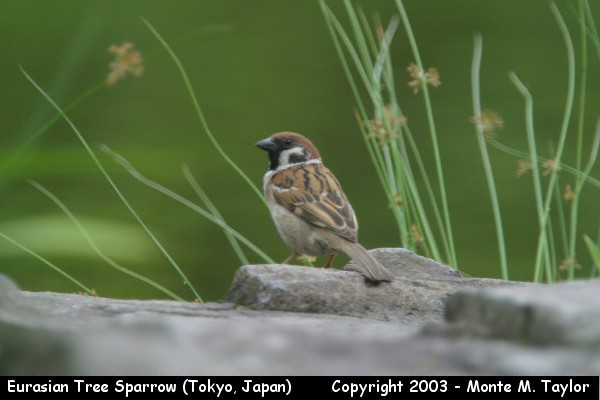 Eurasian Tree Sparrow - male (Tokyo, Japan)