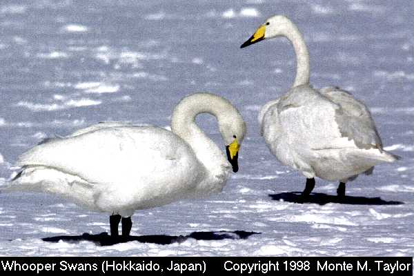 Whooper Swan  (Hokkaido, Japan)