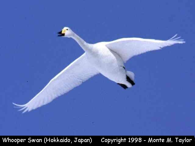 Whooper Swan  (Hokkaido, Japan)