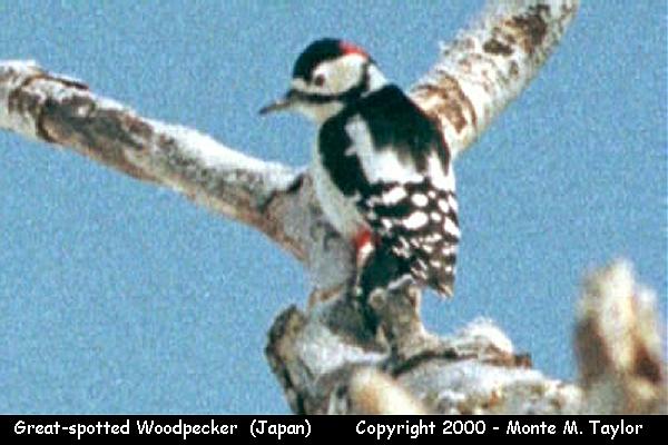 Great-spotted Woodpecker  (Hokkaido, Japan)