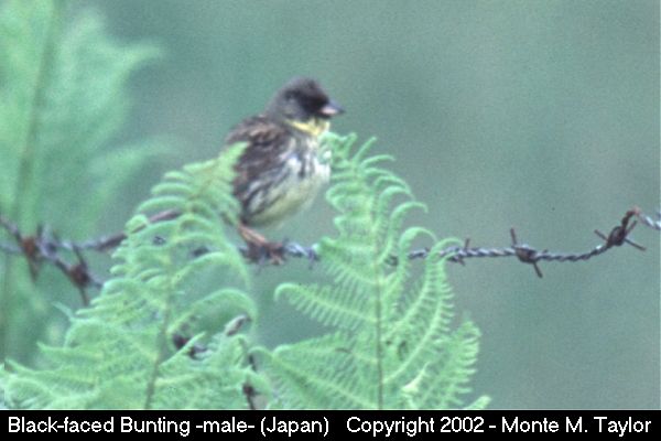 Black-faced Bunting -male- (Hokkaido, Japan)