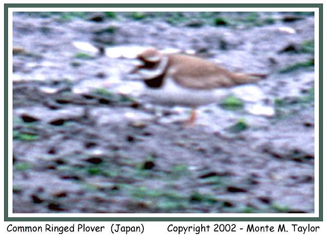 Common Ringed Plover (Tokyo, Japan)