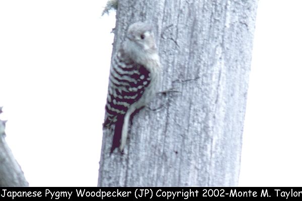 Japanese Pygmy Woodpecker (Hokkaido, Japan)