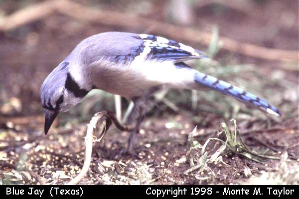 Blue Jay (Texas)