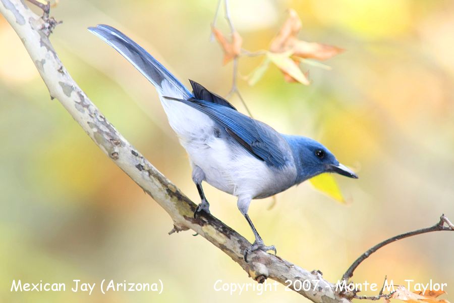 Mexican (Gray-breasted) Jay (Arizona)