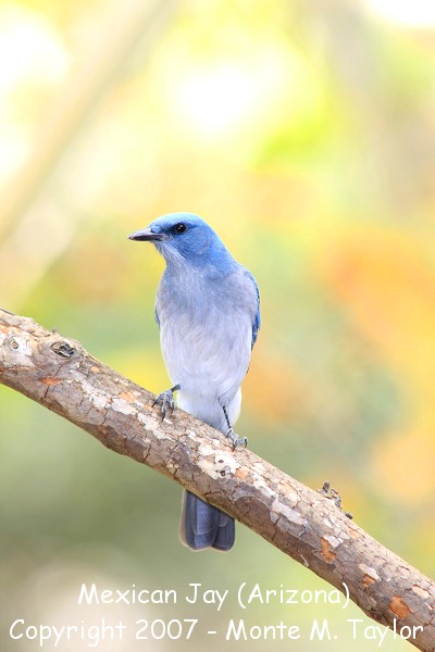 Mexican (Gray-breasted) Jay (Arizona)