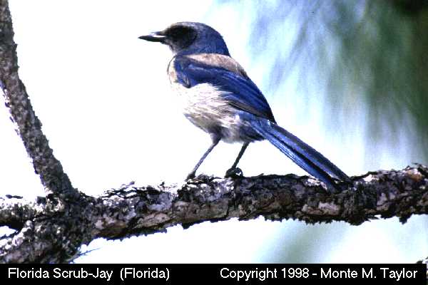 Florida Scrub-Jay (Florida)