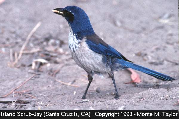 Island Scrub-Jay (Santa Cruz Island, California)