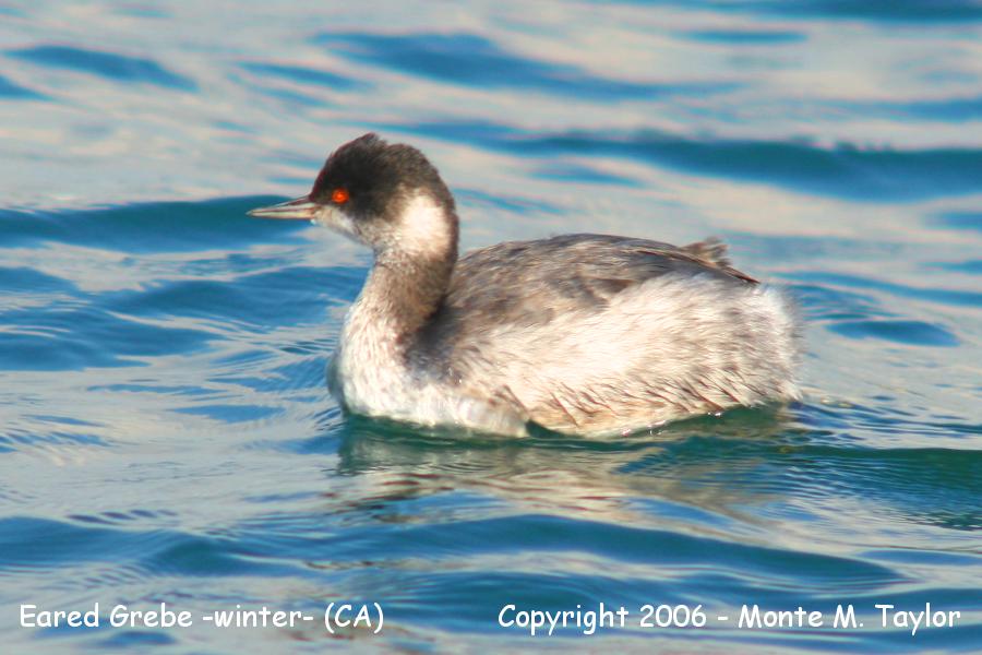 Eared Grebe -winter- (California)