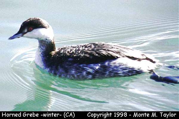 Horned Grebe -winter- (California)