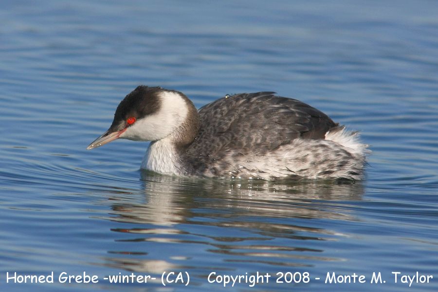 Horned Grebe -winter- (California)