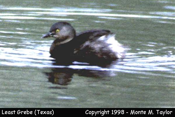 Least Grebe (Texas)