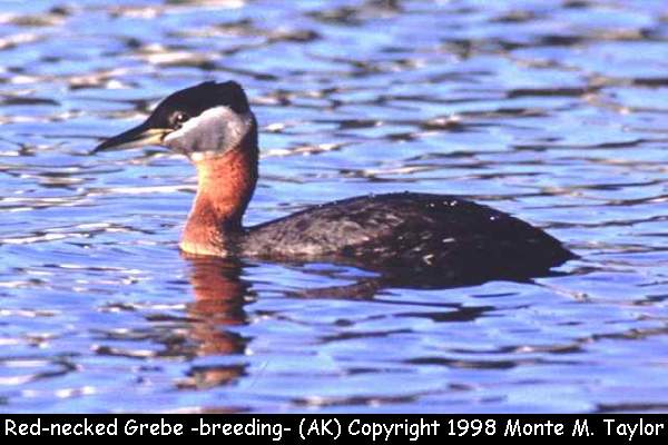 Red-necked Grebe -breeding- (Alaska)