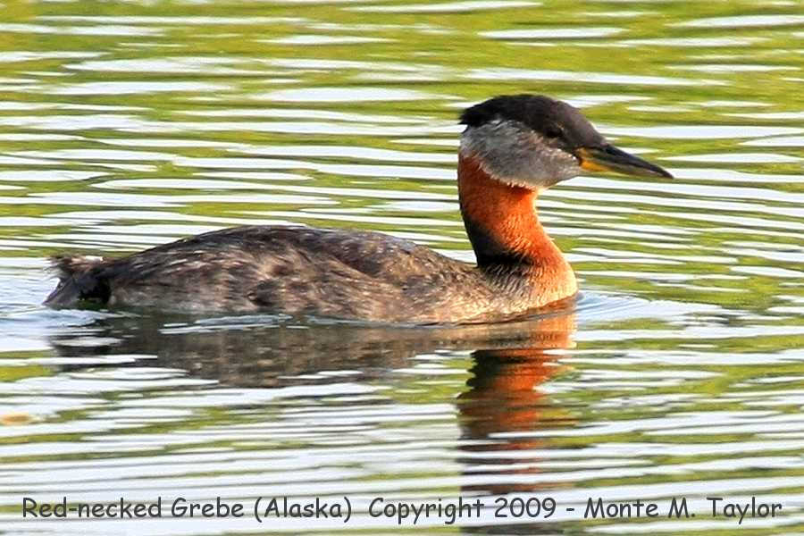 Red-necked Grebe -summer- (Anchorage, Alaska)