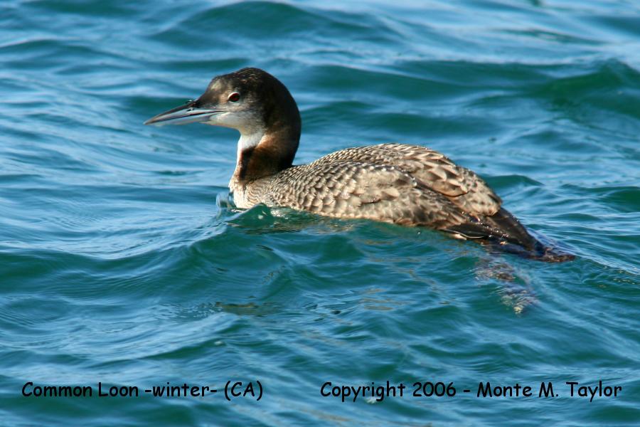 Common Loon -winter- (California)