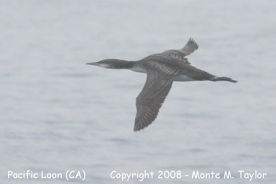 Pacific Loon -winter- (California)