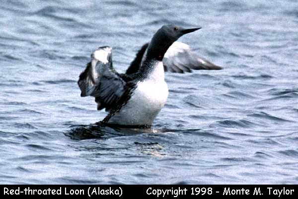 Red-throated Loon -breeding- (Nome, Alaska)