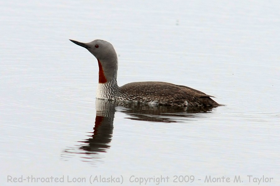Red-throated Loon -spring female / Kougarok Rd- (Nome, Alaska)