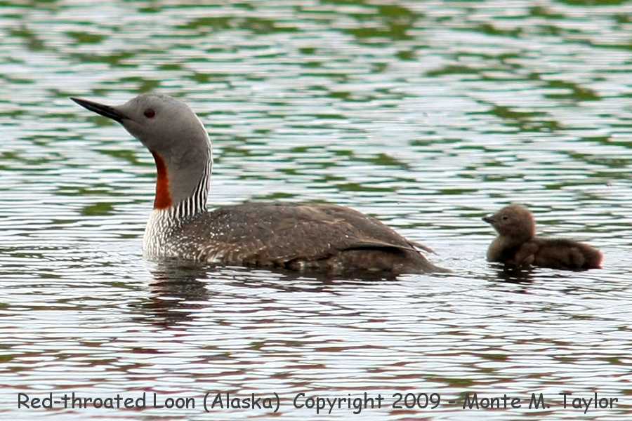 Red-throated Loon -spring female w--chick / Kougarok Rd- (Nome, Alaska)