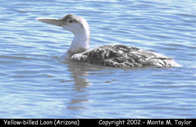 Yellow-billed Loon -winter- (Lake Havasu City, Arizona)