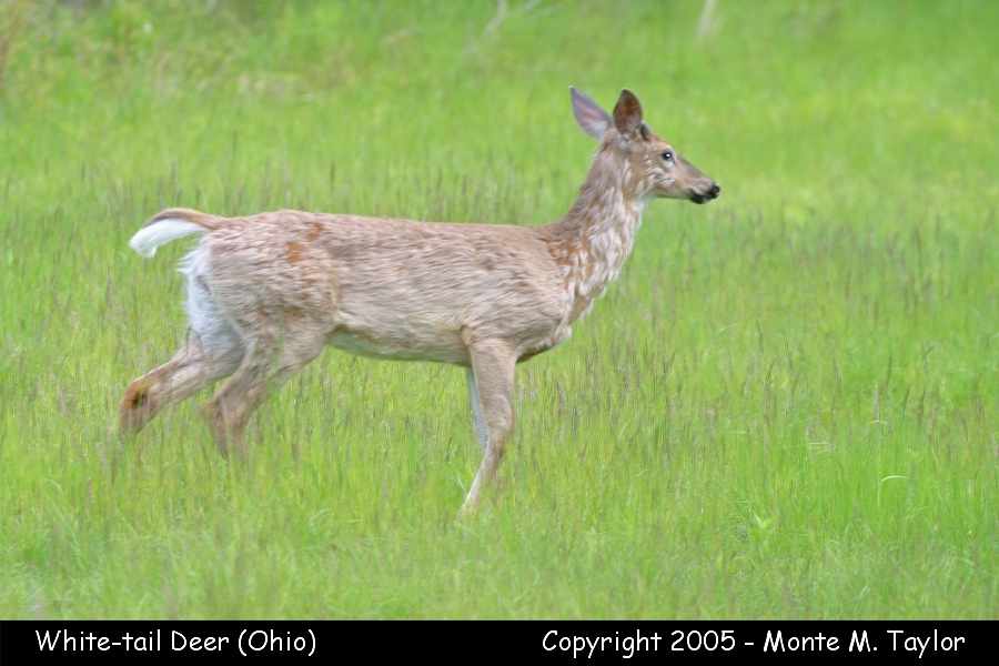 White-tail Deer - Kelley's Island, Ohio