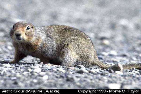 Arctic Ground-Squirrel (Denali National Park, Alaska)
