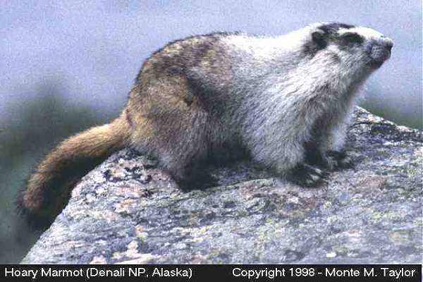 Hoary Marmot (Denali National Park, Alaska)