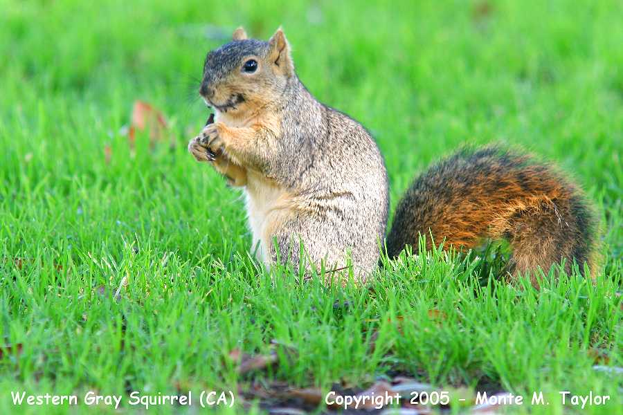 Western Gray Squirrel (California)